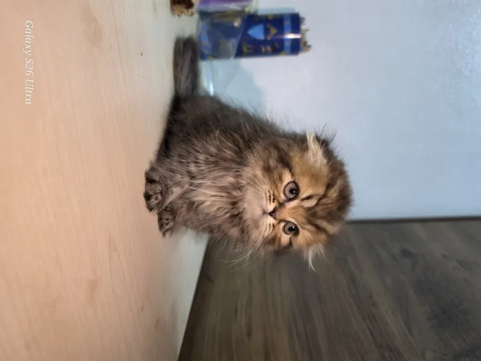Highland fold & Scottish fold