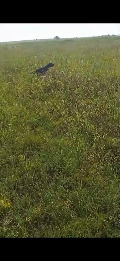 Chien de chasse Pointer à vendre