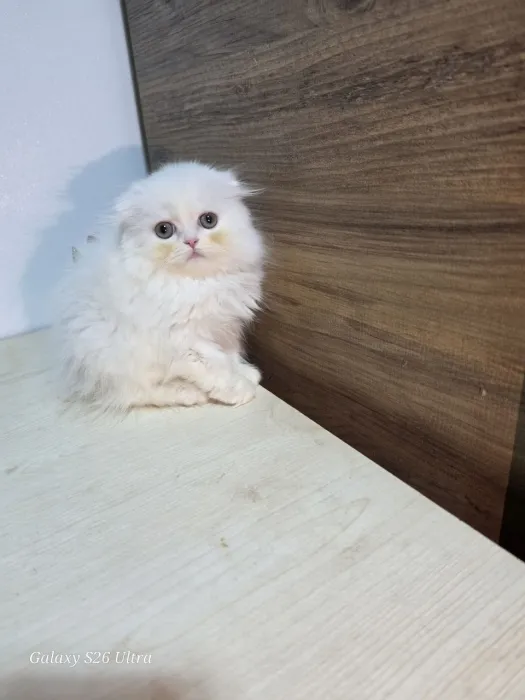 Highland fold & Scottish fold