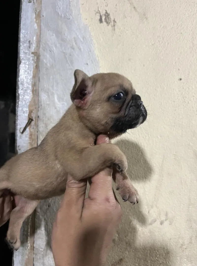 Bouledogue français