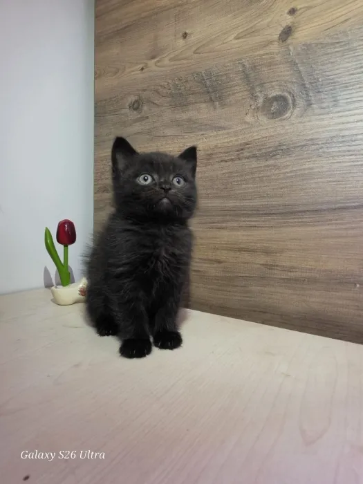 British shorthair