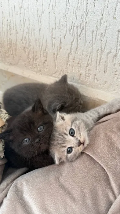 Scottish fold & british