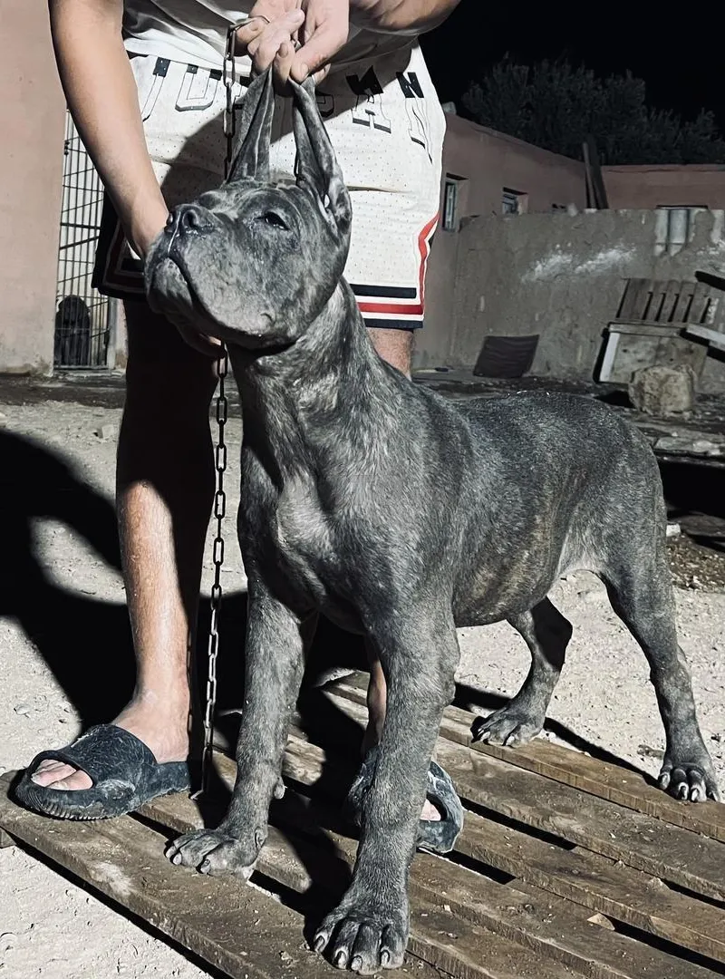 canecorsso