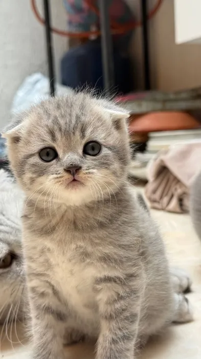 Scottish fold & british