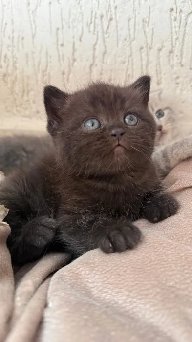 Scottish fold & british