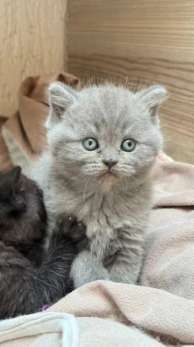 Scottish fold & british