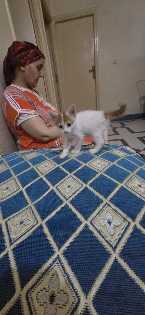 Chaton à donner