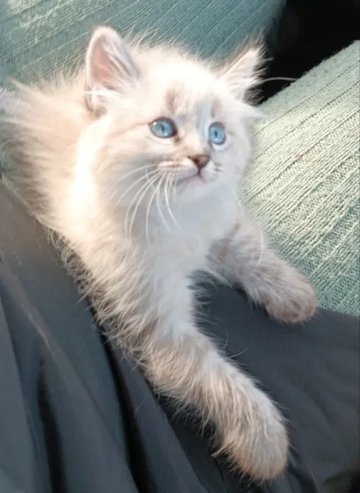 Sibérien chaton