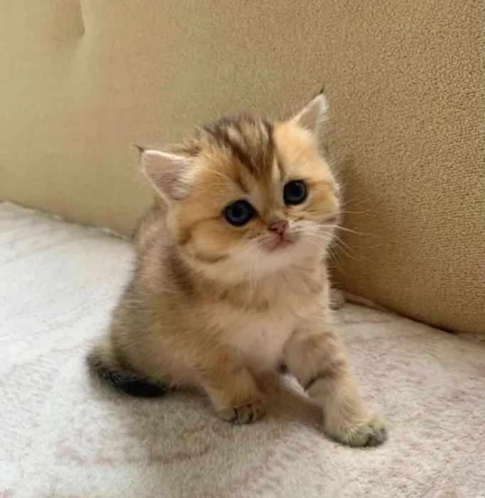 British shorthair Golden shaded