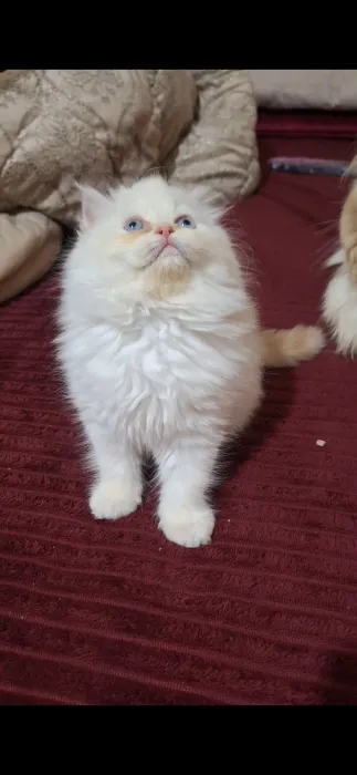 Chat persan himalaya