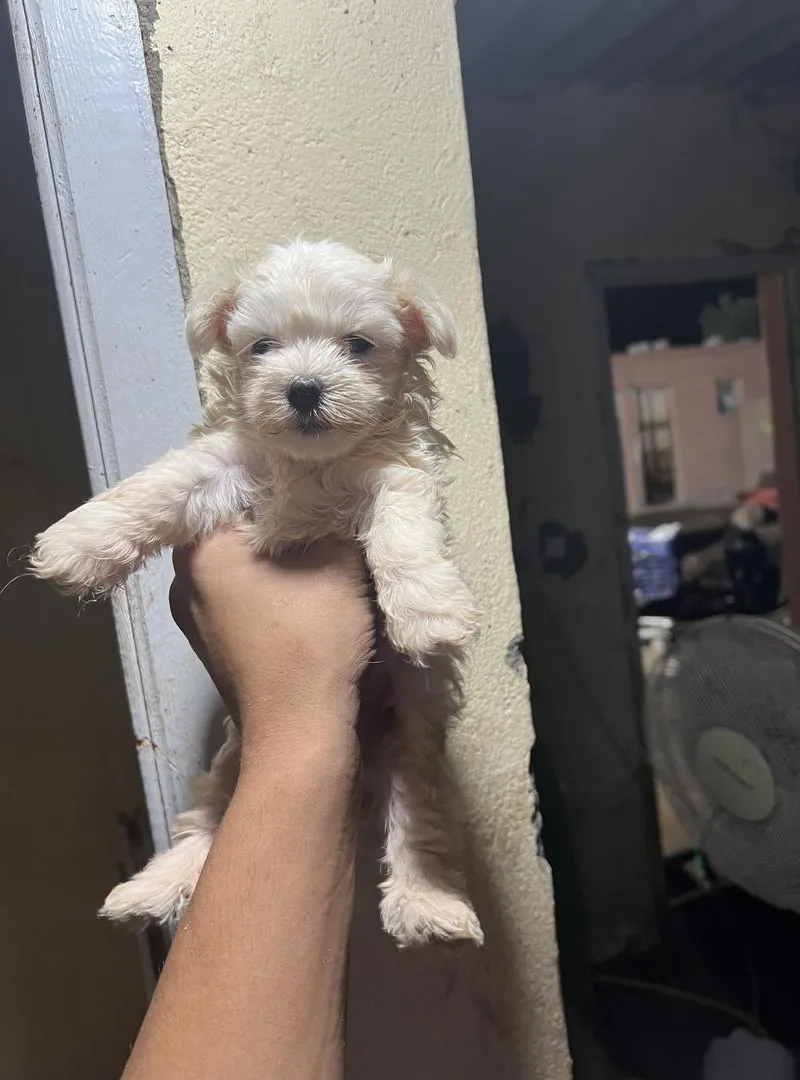 Bichon maltais