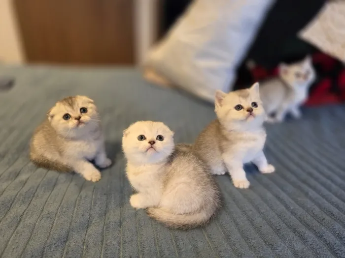 Chattons scottish fold et straight