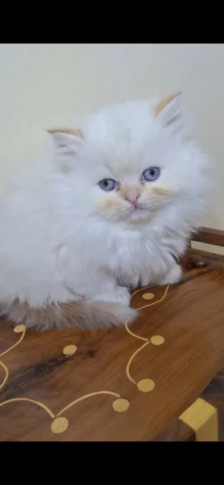 Chat persan himalaya