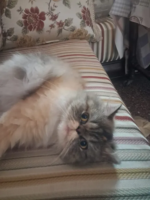 Chat persan femelle adulte à vendre