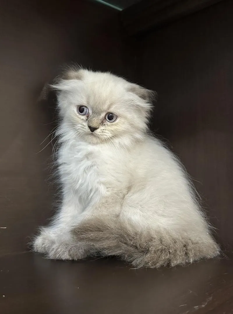 chaton scottish fold