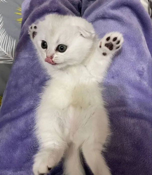 Scottish fold