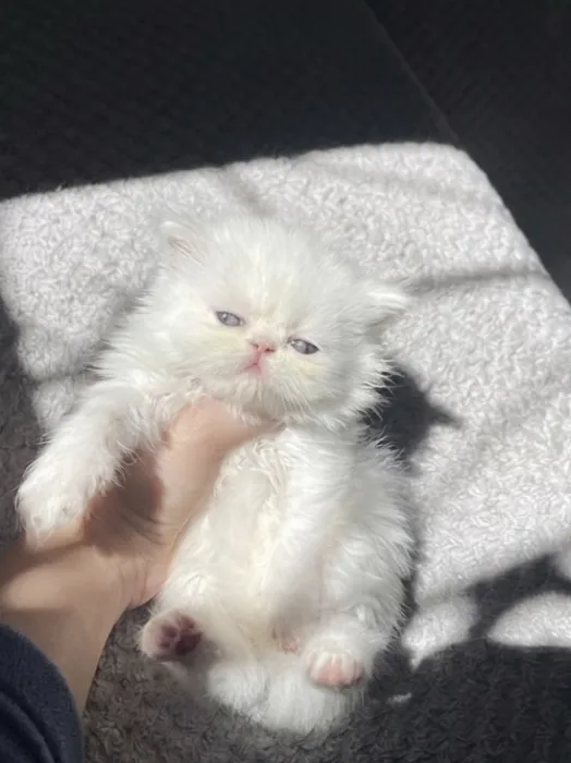 Chat persan