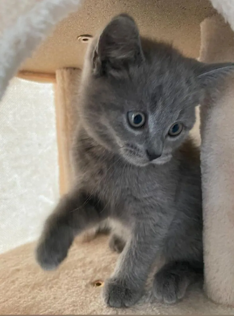 Chatons Bleu Russe