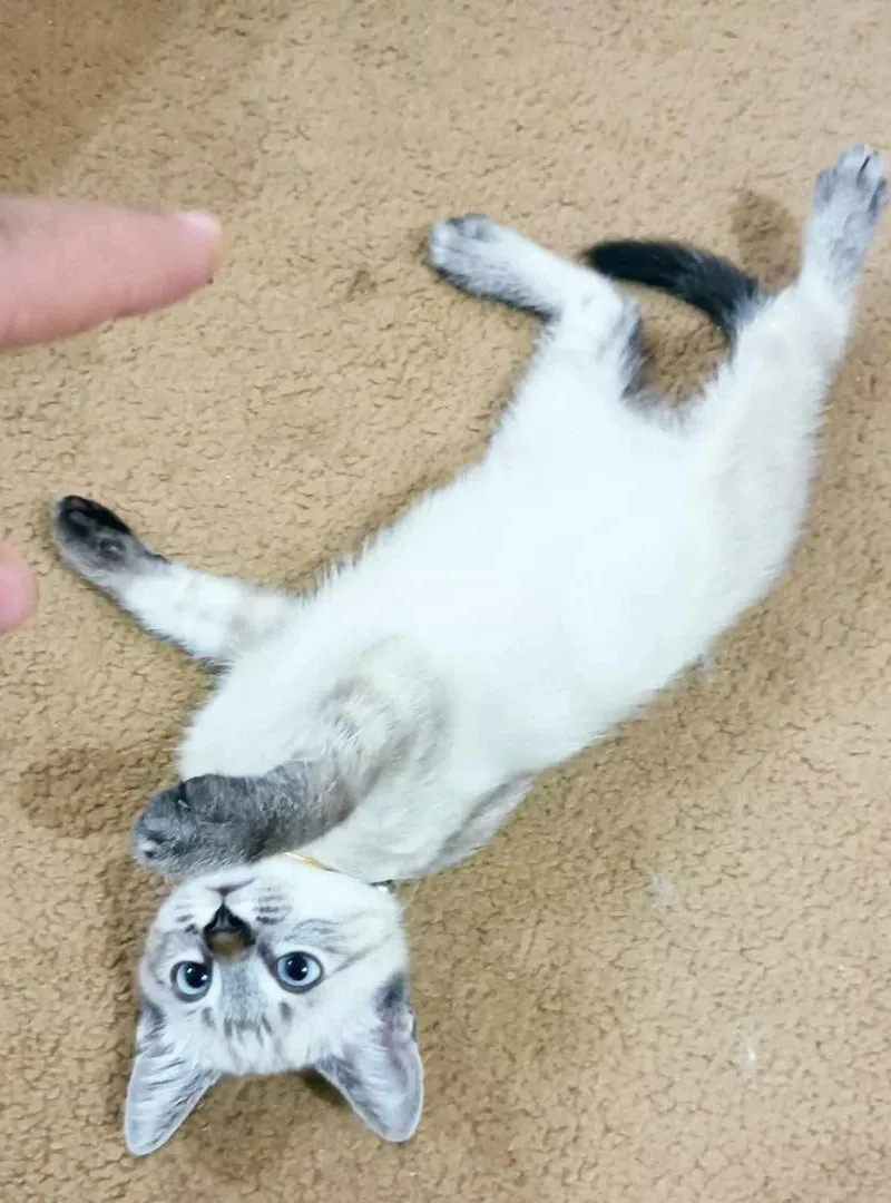 Chat (croisé Himalaya et Siamois) à vendre