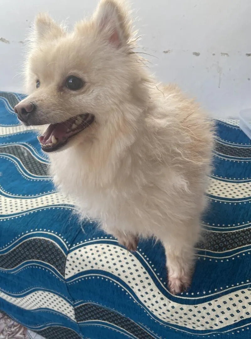 🐕 Chien Loulou à vendre