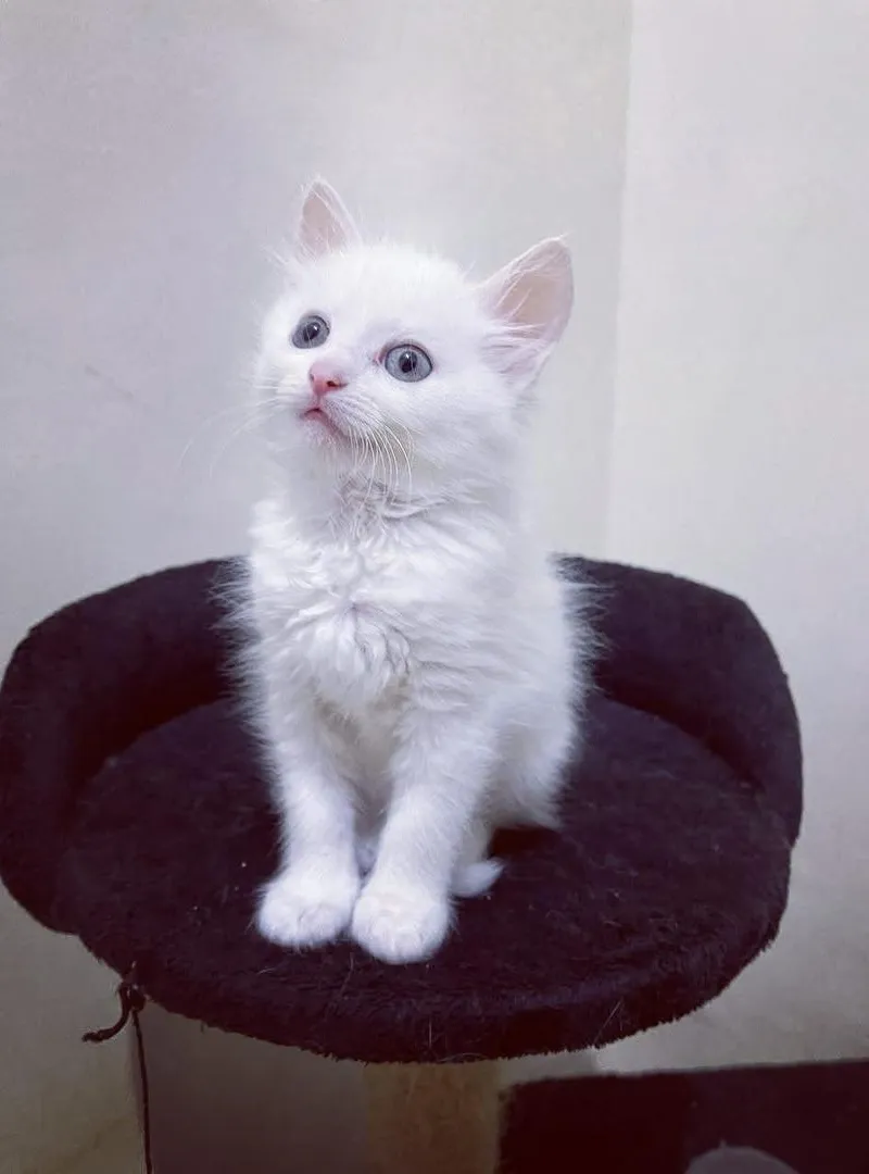 Chaton Angora Turc pure race poil long