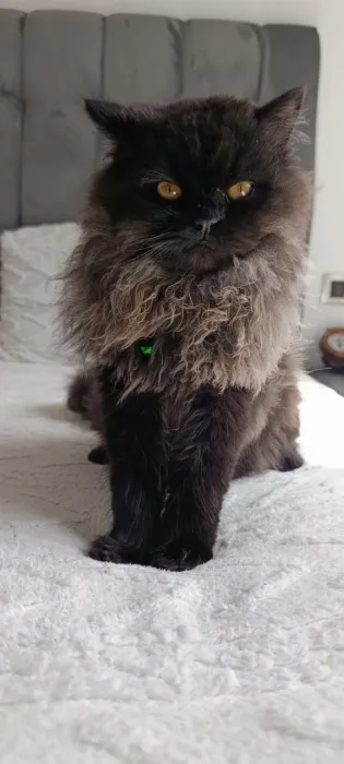 Chat male persan race black moon