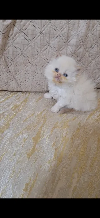 Chat persan