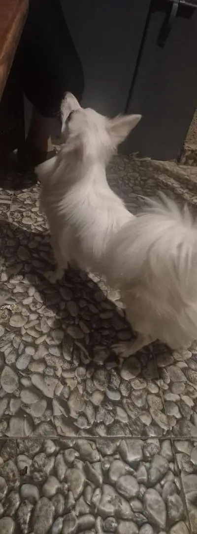 Chien spitz 8 mois blanc à vendre