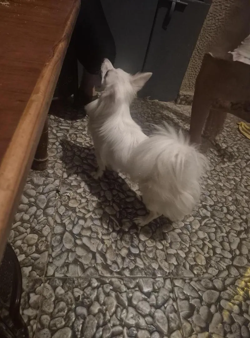 Chien spitz 8 mois blanc à vendre