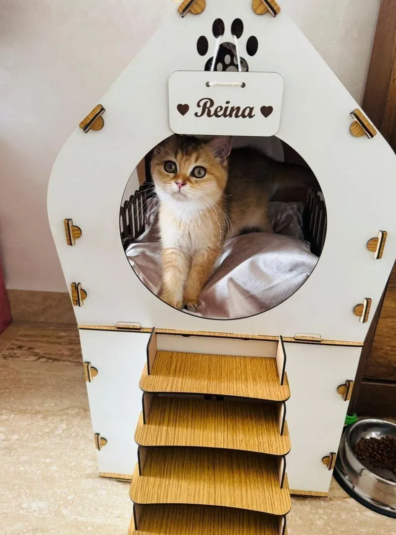 Chats British Shorthair disponibles