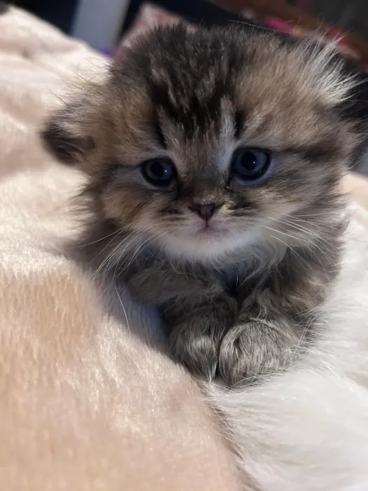 Scottish fold & british & Highland fold Pedigree