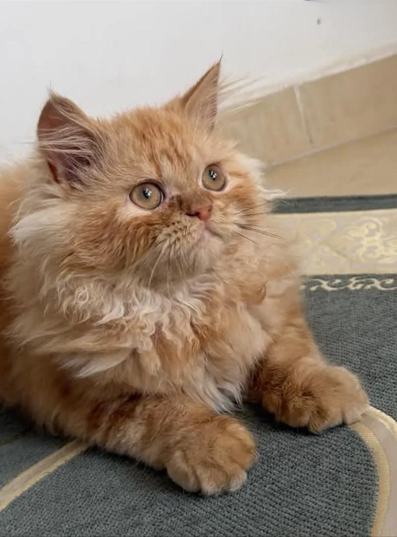 Chaton Persan Roux 5 Mois - Tanger