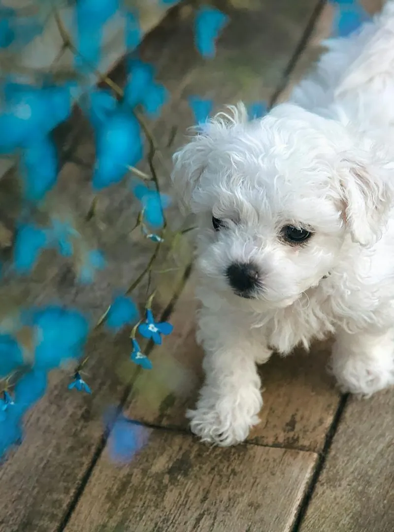 Caniche Bichon