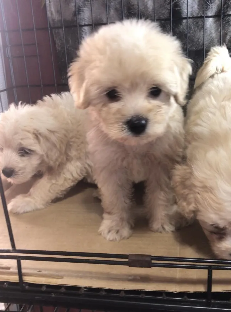 Bichon Havanais