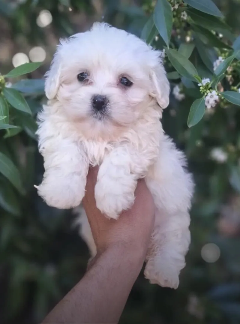 Bichon Maltais