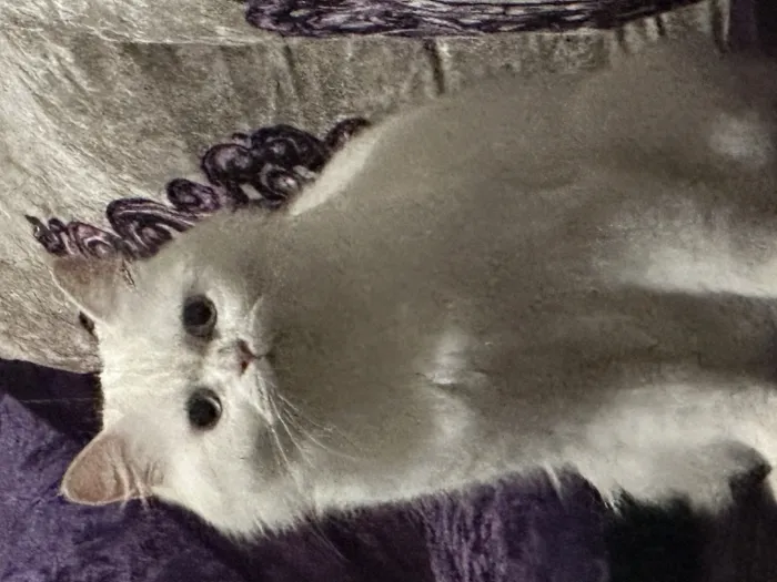 Persan