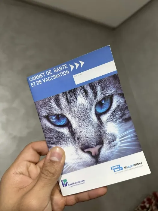 Lucy chat vaccinné