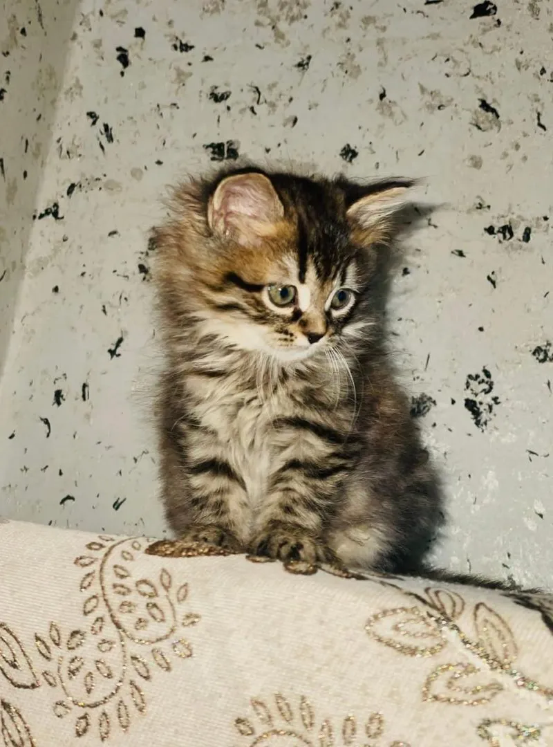 Chaton norvégien magnifique à poil long, très bon caractère, calme, disponible