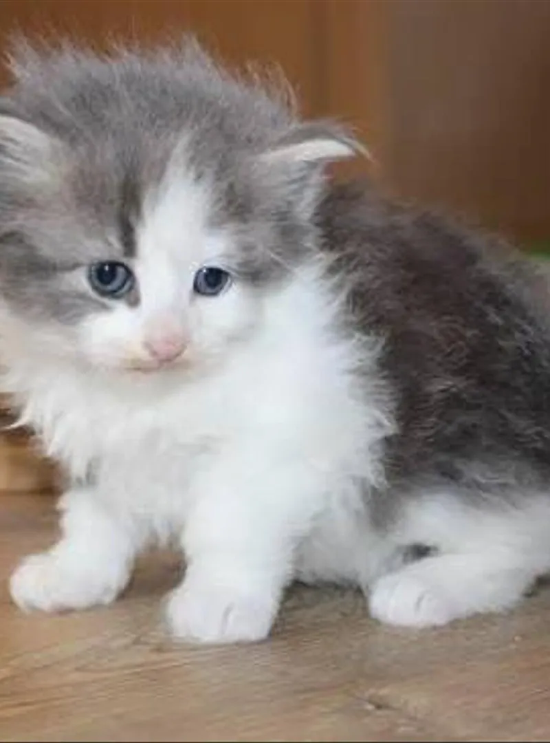 Scotch Straight bébé