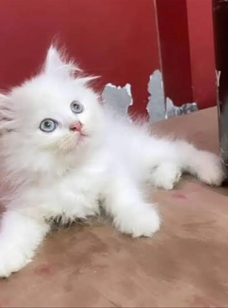 Bébé chaton chirazi blanc race péruvien