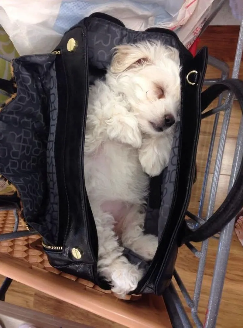 Chiots Bichon Maltais