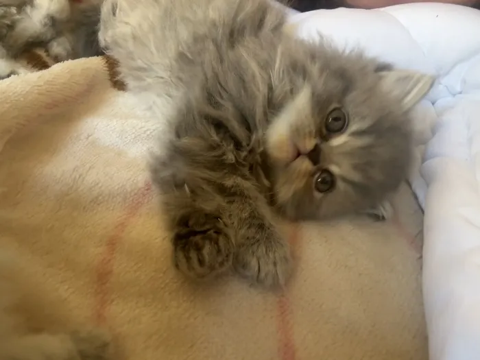 British longhair