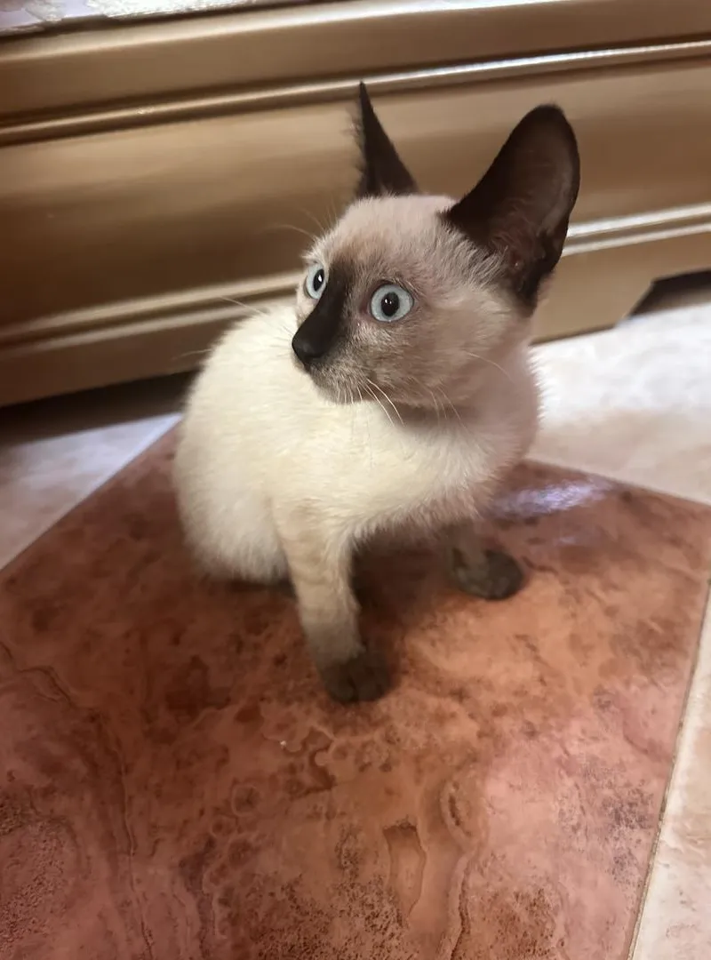 Chaton Siamois