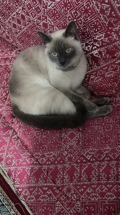 Don de chatte