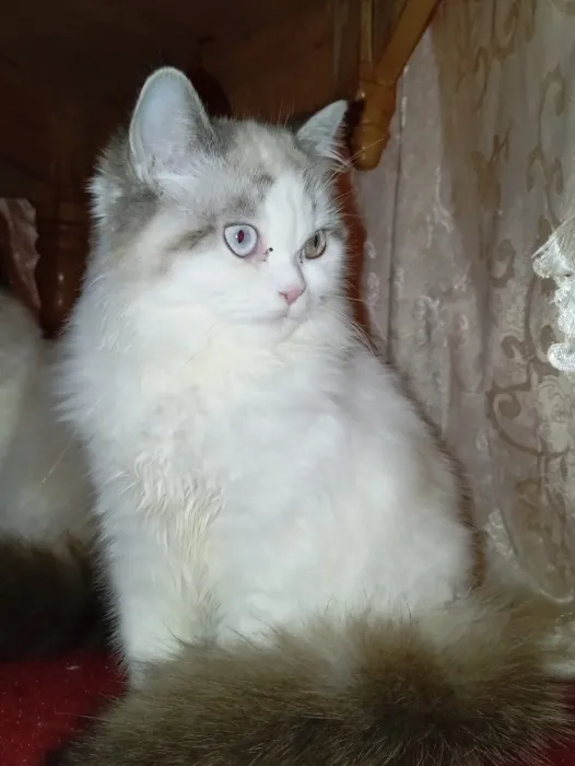 Chat persan chinchilla