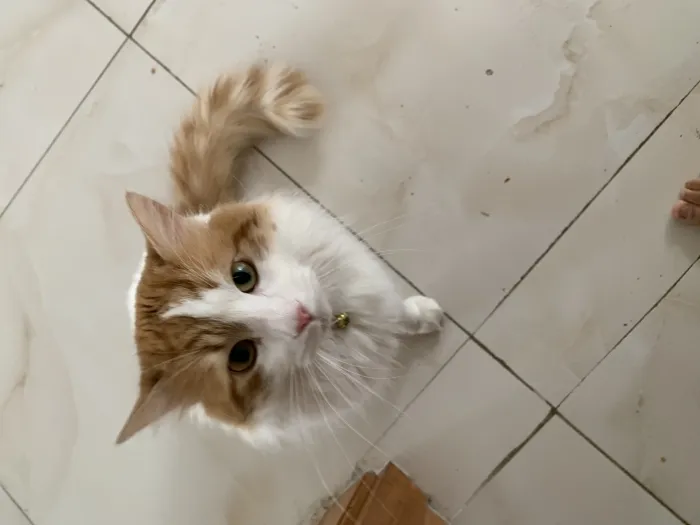 Chat à adopter