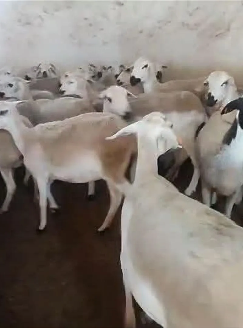 Mouton Sardi de qualité, plein de pis