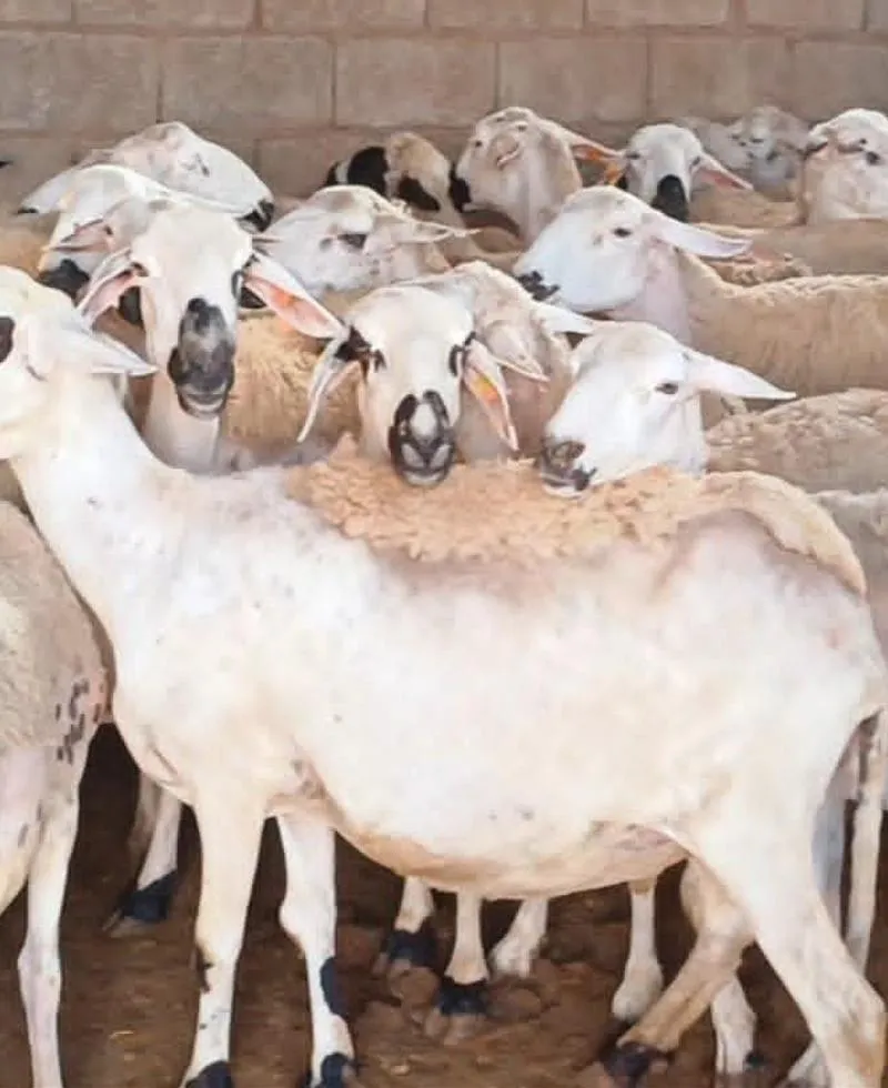 Mouton Sardi de bonne qualité à vendre, bon prix