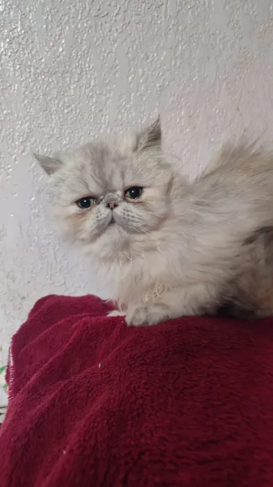 Chaton Persan femelle 3 mois