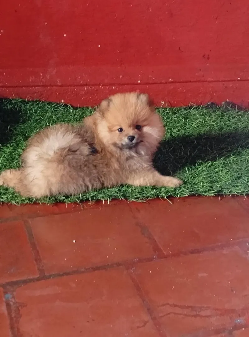 Chiot Spitz Pomeranian